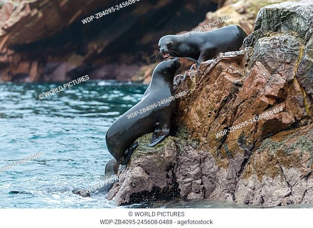 Sea lions fighting for a rock in the peruvian coast at Ballestas islands Peru