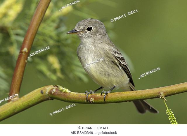 Adult American Gray Flycatcher (Empidonax wrightii) perched on a twig in Riverside County, California, USA. Sitting against a green natural background