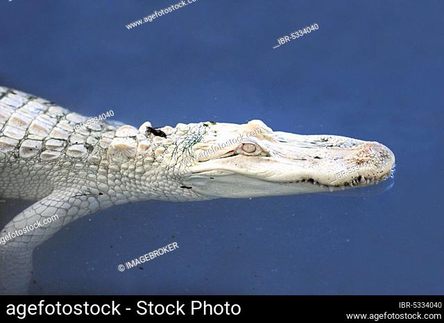 Albino Crocodile - Only Creative Stock Images, Photos & Vectors |  agefotostock