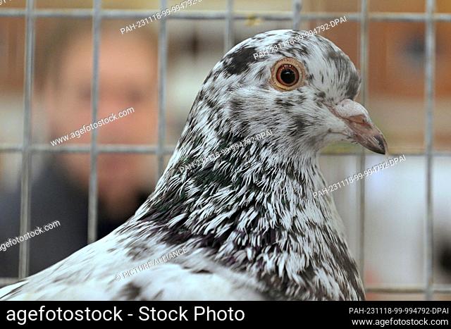 18 November 2023, Brandenburg, Schönwalde-Glien: A pigeon looks into the camera during a poultry show - a visitor looks at the animal in the background