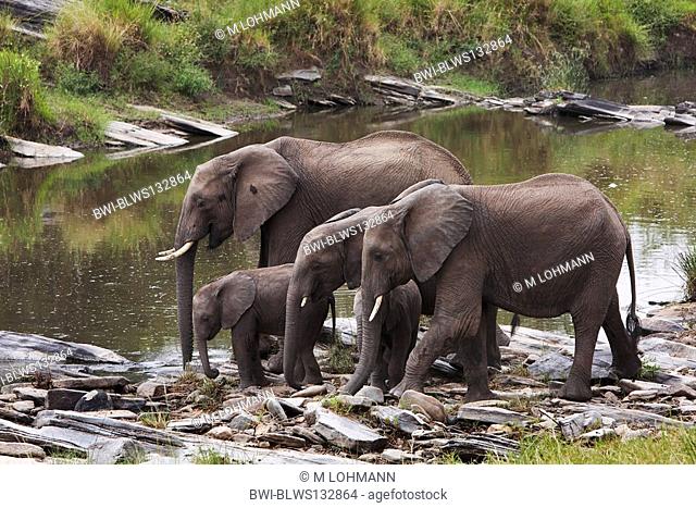African elephant Loxodonta africana, group at a waterhole, Kenya, Masai Mara National Reserve