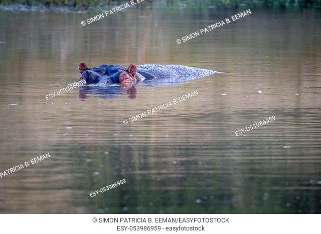 Hippo head sticking out of the water in the Pilanesberg National Park, South Africa