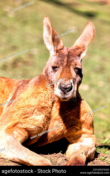 in australia natuarl park close up of the kangaroo near  bush