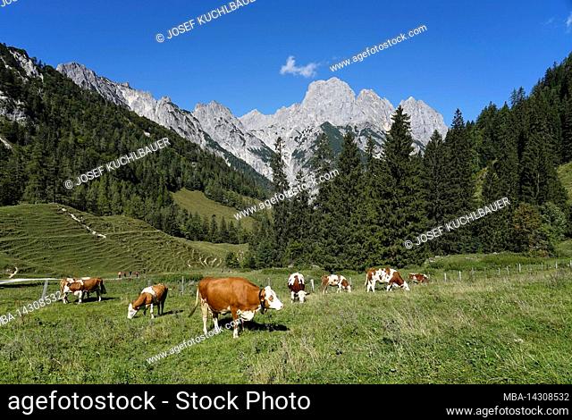 Germany, Bavaria, Upper Bavaria, Berchtesgaden, Ramsau, Klausbachtal, national park, Reiteralpe, Mühlsturzhörner, Hirschbichl, Bindalm, alpine meadow, cows