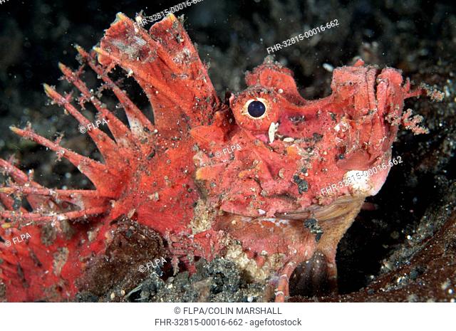 Red Spiny Devilfish (Inimicus didactylus) adult, close-up of head, at night, Lembeh Straits, Sulawesi, Sunda Islands, Indonesia, May