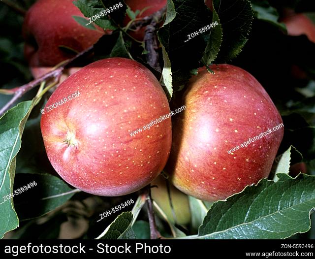 Super Melred Apfel; Apfelsorte, Apfel, Kernobst, Obst