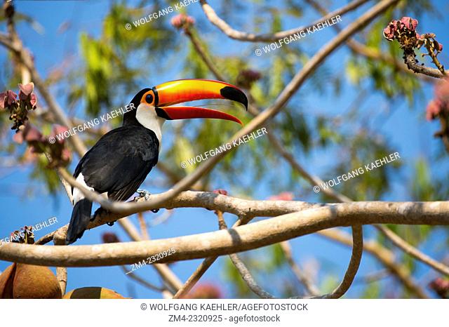 A Toco toucan (Ramphastos toco) is searching for fruit in a tree at the Pouso Alegre Lodge in the northern Pantanal, Mato Grosso province of Brazil
