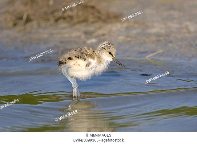 pied avocet (Recurvirostra avosetta), young chik searching feed, Netherlands, Texel