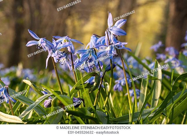 Blue Siberian squill flowers blooming in spring, with trees in the background