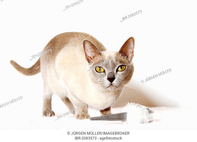 Burmese cat playing with cat toy
