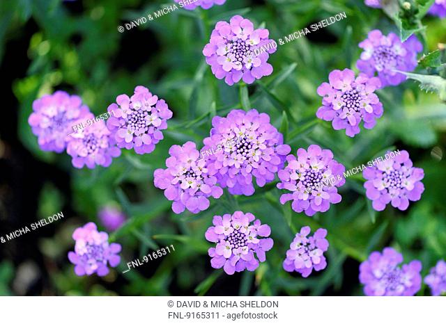Close-up of Globe Candytuft blossoms