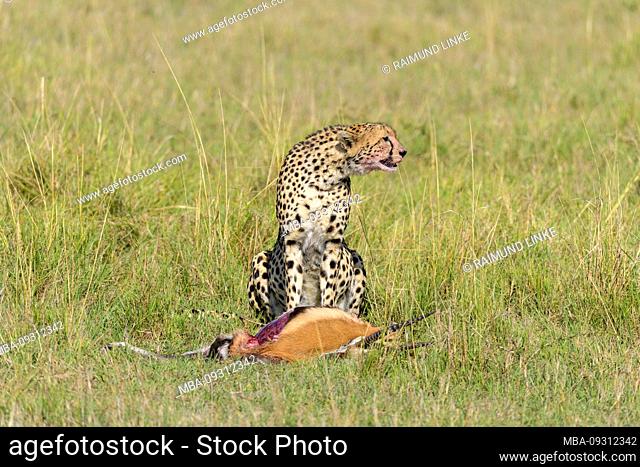 Cheetah, Acinonyx jubatus, Thomsons Gazelle kill, Masai Mara National Reserve, Kenya, Africa