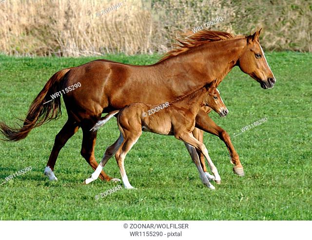 horse with foal in galopp
