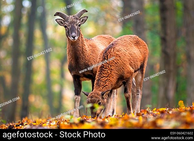 Two mouflons, ovis orientalis, standing in forest in autumn nature. Wild sheep male looking to the camera in woodland. Young ewe feeding on foliage in...