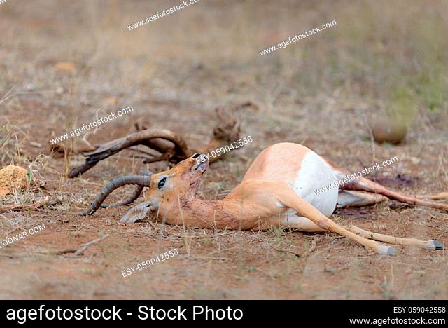 Impala carcass in the wilderness