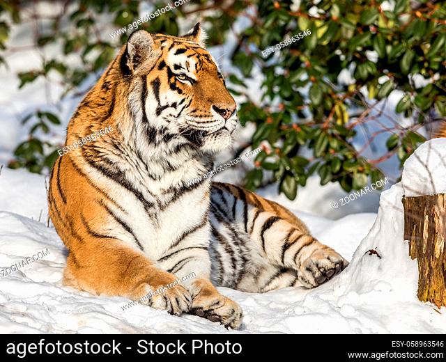 Siberian tiger, Panthera tigris altaica, looking into camera while resting in the forest in winter. Snow on the ground, green rhododendron bush in the...
