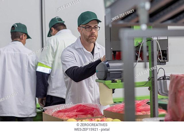Worker checking system process in apple factory