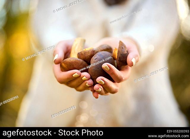 woman in white sweater holds mushrooms in hands in autumn forest