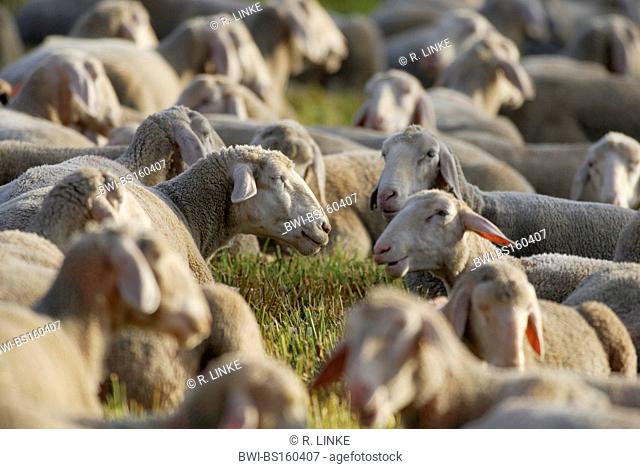 domestic sheep (Ovis ammon f. aries), resting flock of sheep, Germany