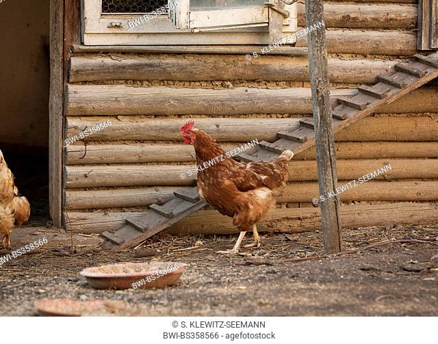 domestic fowl (Gallus gallus f. domestica), brown hen walking in front of a chicken ladder, Germany, Baden-Wuerttemberg