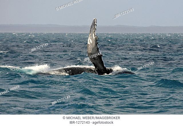 Species-specific pec slap, slap with the pectoral fin, of a Humpback Whale (Megaptera novaeangliae) in front of Fraser Island, Hervey Bay, Queensland, Australia