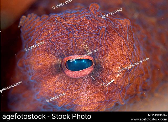 Eye of Day Octopus - close-up - Seraya Beach Resort house reef, Tulamben, Bali, Indonesia