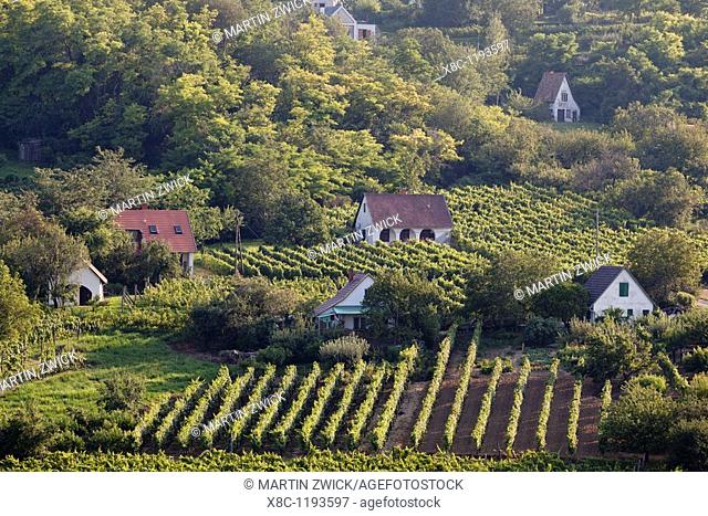 The vinyards of Szekszard  The Szekszard region is a small and famous wine-growing region in Hungary right at the edge of the hungarian plains and the river...