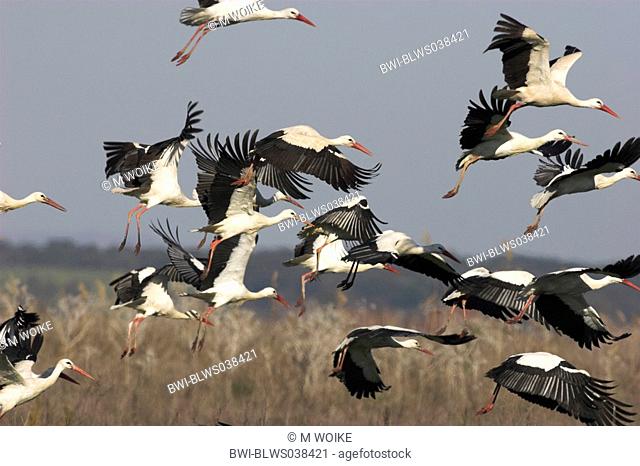 white stork Ciconia ciconia, flying flock, NP Coto donana, Spain