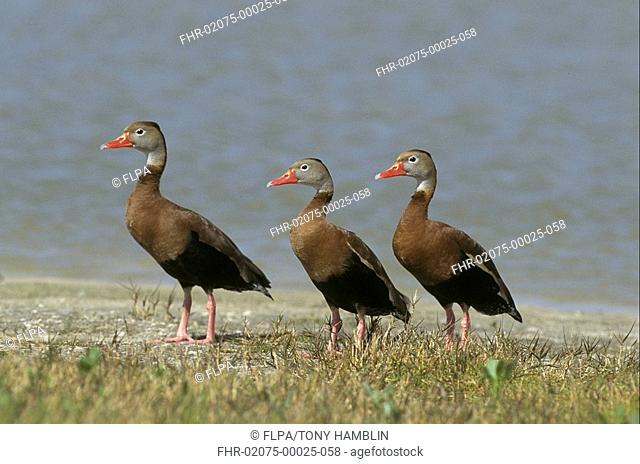 Redbilled Whistling Duck Dendrocygna autumnalis Three on ground