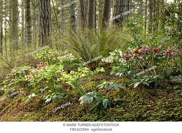 Hellebores & Sword Fern in woodland garden (Helleborus x hybridus; Polystichum munitum). Weesjes, Sidney, BC