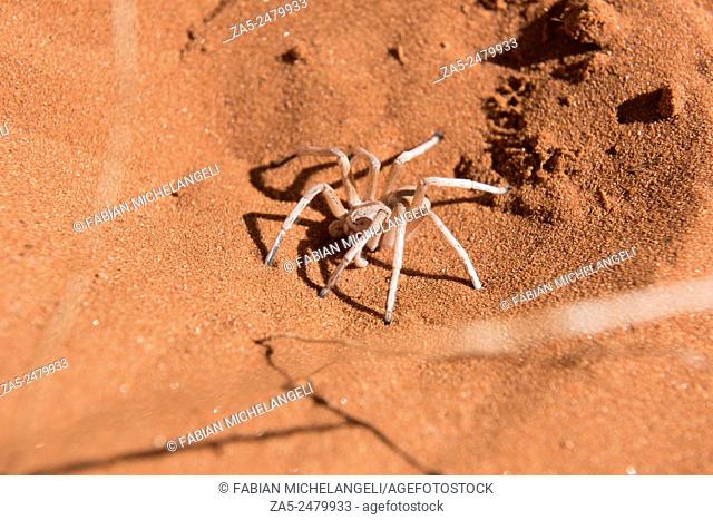 Dancing White Lady Spider (Leucorchestris arenicola) in the Nabib Desert, Namibia