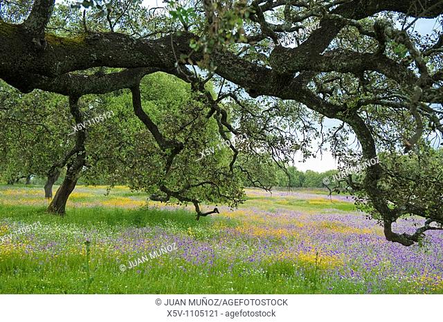 Wildflowers and oaks in a meadow, Santa Olalla del Cala, Huelva province, Andalusia, Spain