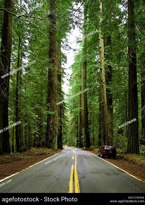 Avenue of the Giants. Humboldt Redwoods State Park. . California. USA