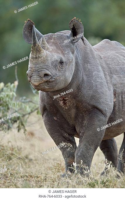 Black Rhinoceros (Hook-Lipped Rhinoceros) (Diceros bicornis), Kruger National Park, South Africa, Africa