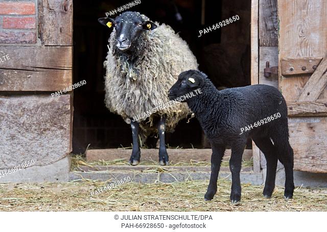 Young and fully grown Pomeranian coarsewool sheep pictured at the zoo in Hanover, Germany, 23 March 2016. The breed is an old and partly endanged species of...