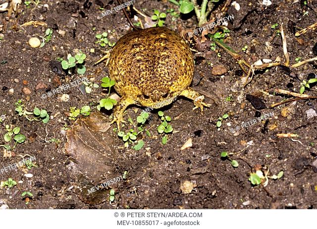 Cape Rain Frog - inflated to avoid predator (Breviceps gibbosus)