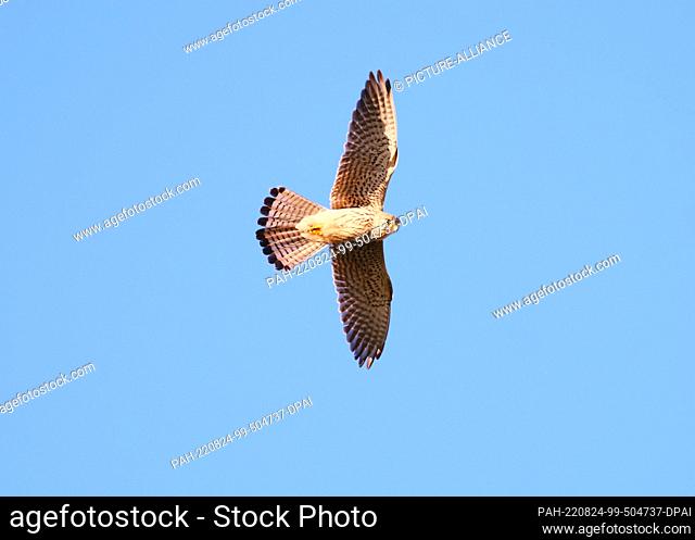 28 February 2022, Berlin: 28.02.2022, Berlin. A kestrel (Falco tinnunculus) flies over Tempelhofer Feld, the former Tempelhof Airport