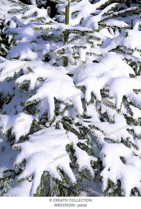Snowcovered firs