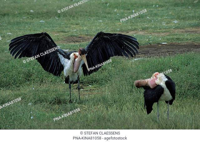 Marabou stork Leptoptilos crumeniferus - Lake Bogoria National Reserve, Kenya, Africa