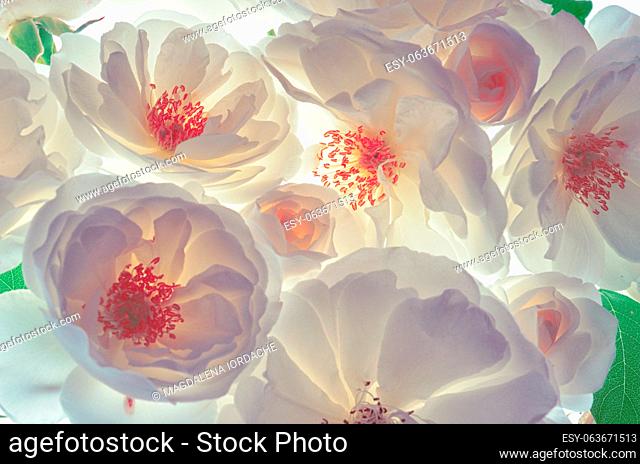 Closeup Bouquet Of Fresh Wild White Roses on White Background