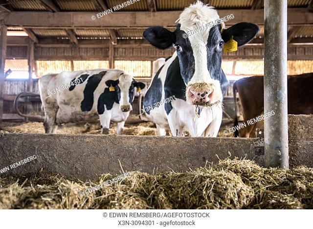 Dairy cow lifts its head up while grazing on hay and feed from bin inside barn, Taneytown, Maryland
