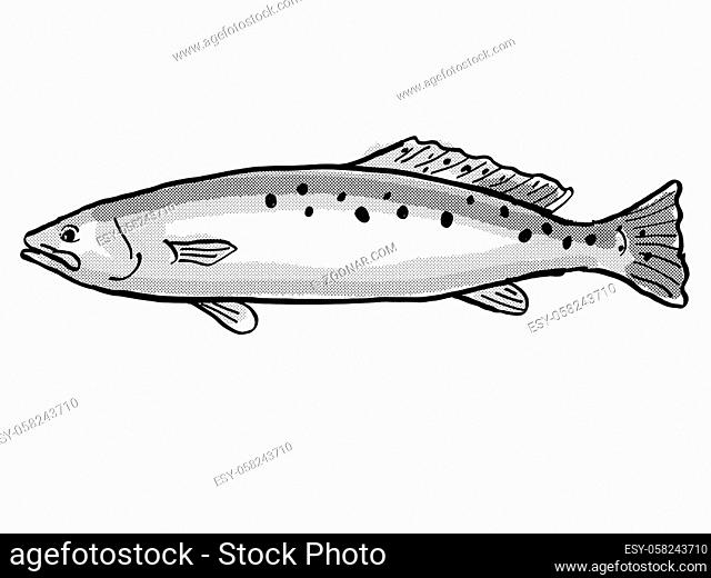 Retro cartoon style drawing of a Spotted Seatrout , Winter trout or speckled trout, a South Carolina inshore saltwater marine life fish species viewed from side...