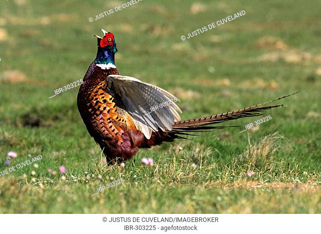 Cawing pheasant fluttering with the wings - common pheasant - ring-necked pheasant - male (Phasianus colchicus)