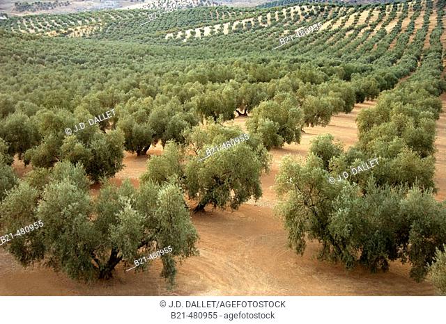 Olive trees near Rio Frio. Granada. Spain