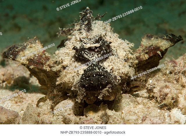 devil scorpionfish (also known as spiny devilfish) Inimicus didactylus, head on view on white sand, Raja Ampat, West Papua, Indonesia