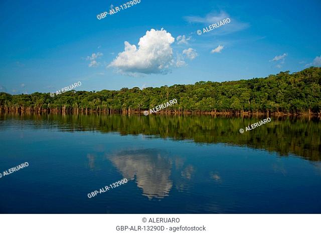 Landscape, Forest, Cuieiras River, Manaus, Amazônia, Amazonas, Brazil