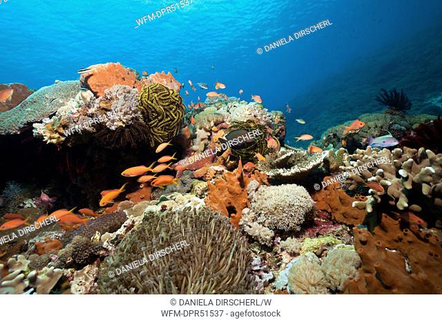 Pacific Flame Anthias in Coral Reef, Pseudanthias dispar, Nusa Penida, Bali, Indonesia