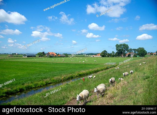 sheep at ditch in Noord Holland, The Netherlands