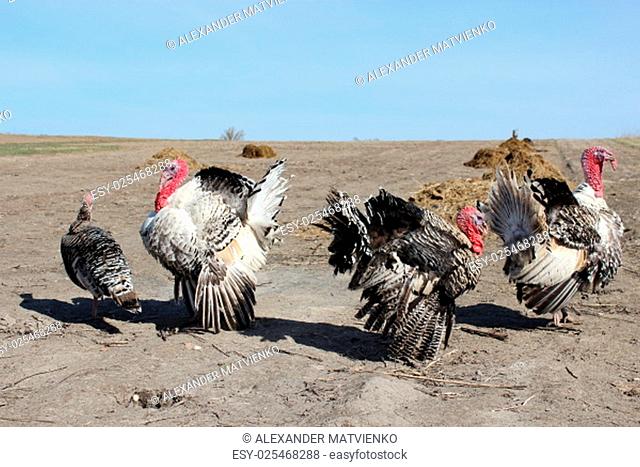 flight of turkey-cocks running in the village