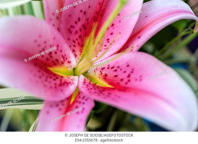 Close up of a pink Oriental Lily 'Lodi'